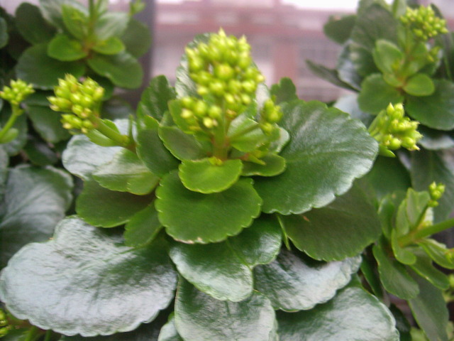 Necesidades del kalanchoe