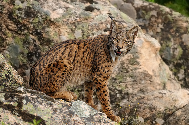 “Desde la Estación Biológica de Doñana se dio la alerta hace 20 años de que el lince estaba muy mal”