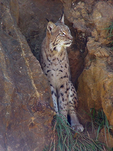 Exitosa primera reintroducción del lince en Córdoba