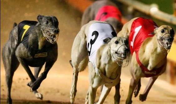 Defensores de animales han denunciado amenazas de galgueros