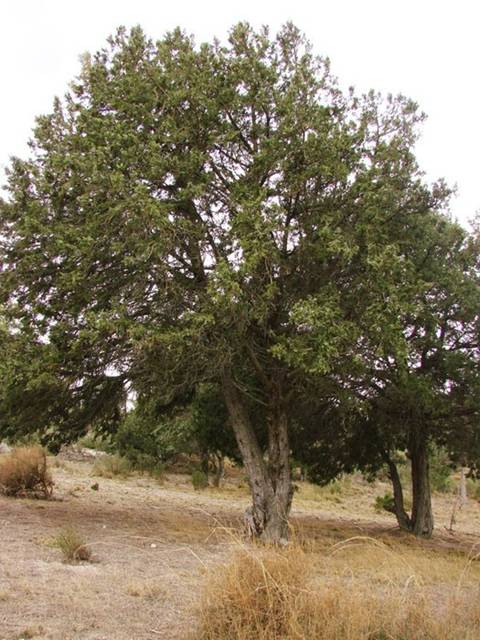 Reforestan con 625 sabinas autóctonas Los Monegros