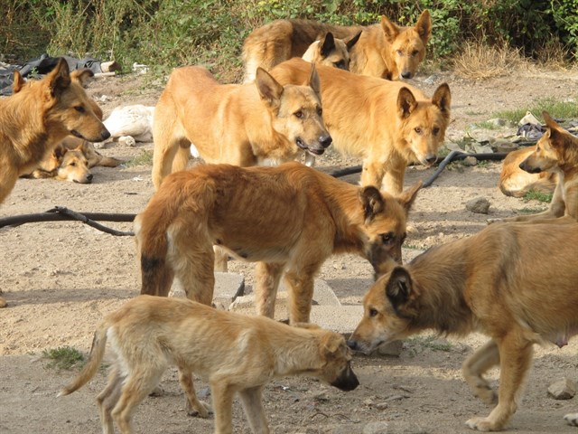 La futura ley gallega de bienestar animal no multará por dar de comer en la calle en primeras asistencias
