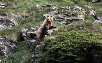 Muere en Francia oso Balou el único de su especie del Pirineo catalán no emparentado con Pyros