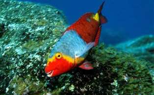 TODOS con el Parque Nacional marino de El Hierro