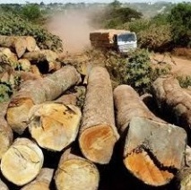 Profunda deforestación acelera vulnerabilidad de riesgos en Haití