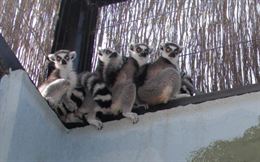 Llegan nuevos lémures al Zoo de Córdoba