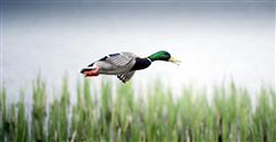 Los centros de interpretación ambiental de Euskadi celebran el Día Mundial de las Aves