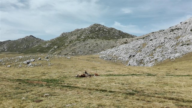 Iniciativas para permitir el abandono de cadáveres de animales domésticos en el campo asturiano