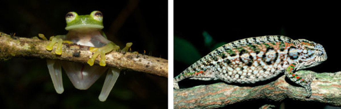 El estudio de anfibios y reptiles mejora el análisis del calentamiento global