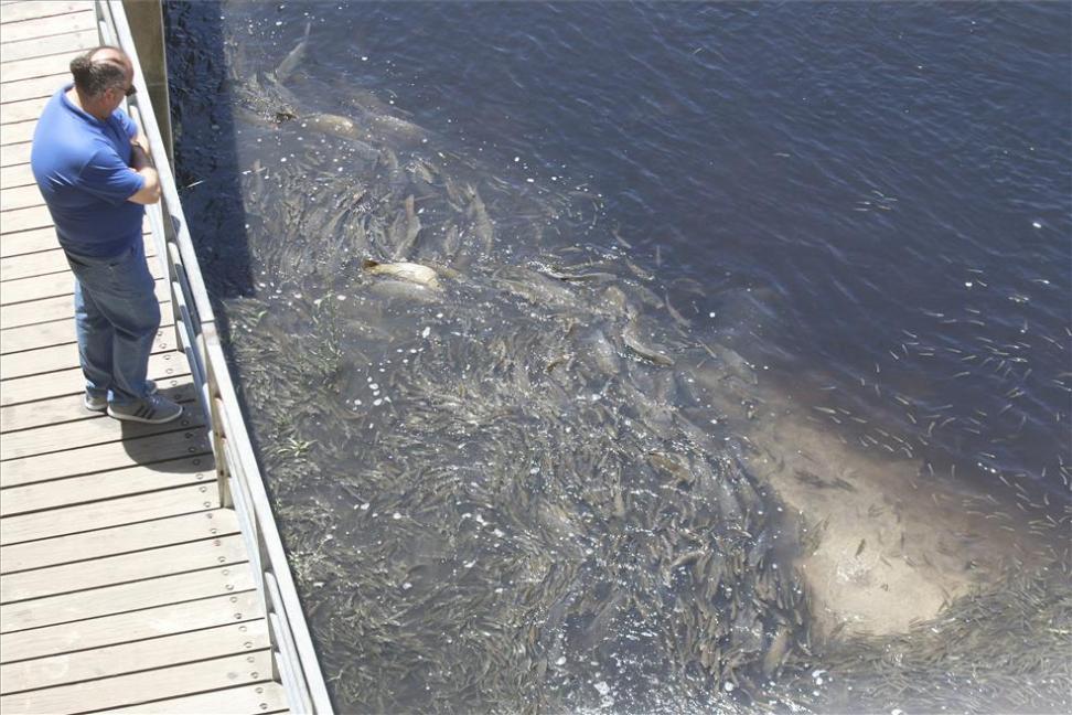 Ciudadanos pregunta al Gobierno si ha hecho una valoración "real" sobre el vertido de orujo al Guadalquivir