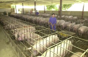 Cuatro detenidos por maltrato animal en una granja porcina