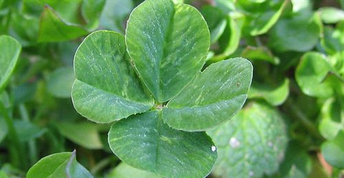 Las plantas piensan y recuerdan