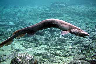 Un nuevo proyecto piloto repoblará con anguila