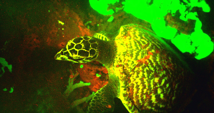 Así brilla la primera tortuga marina fluorescente