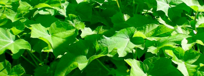 Bioenergía para comunidades rurales de Sinaloa