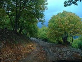 CCOO alerta de que los bosques de Málaga están "en peligro" por las medidas de la Junta de Andalucía