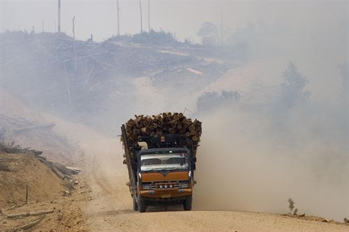 Greenpeace lanza una campaña contra las cajas de Mattel vinculadas con la desforestación en Indonesia