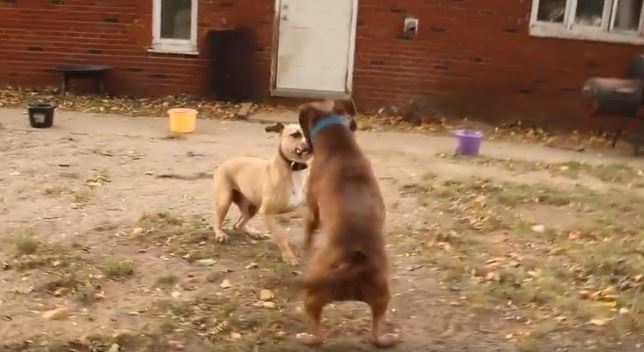 Perros de peleas ilegales ‘rescatados’