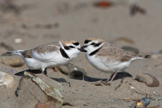 Las parejas de aves cooperan para resistir al cambio climático