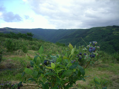 Vallejo visita la primera parcela de cultivo experimental de frutos del bosque en la reserva de la Biosfera