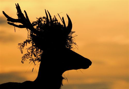 Piden cazar en Parques Nacionales sin más restricción que la Ley de Caza