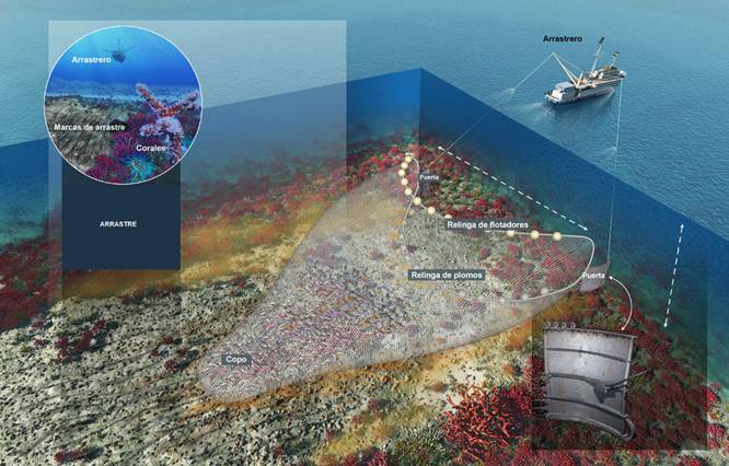 La pesca de arrastre intensiva provoca la desertificación biológica de los fondos marinos