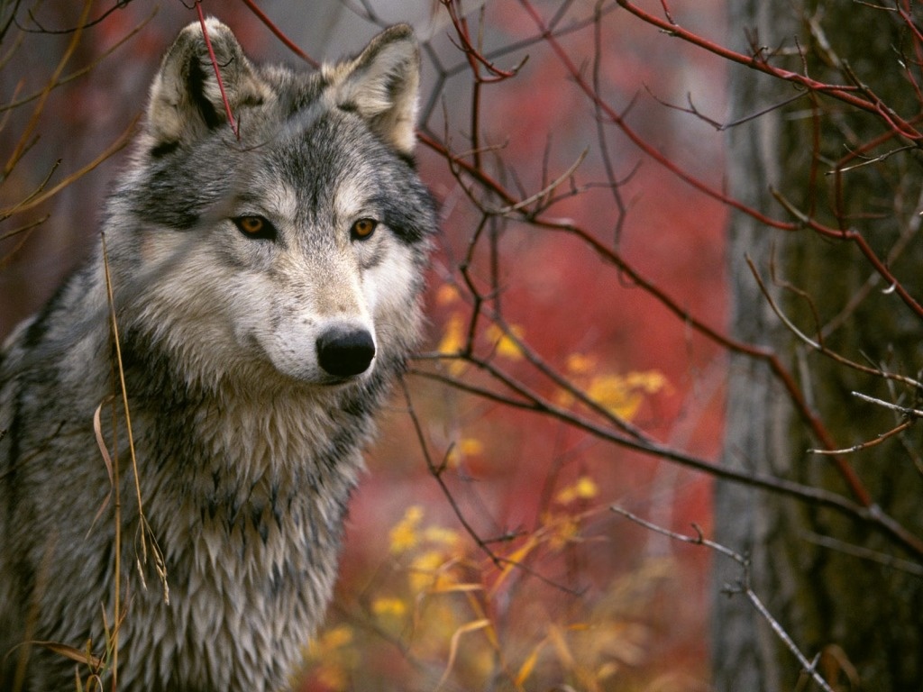 IULV-CA solicita a Medio Ambiente la situación del lobo en Andalucía