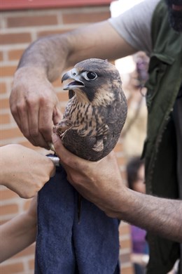 Nacen cuatro crías de halcón peregrino en una azotea de Leganés