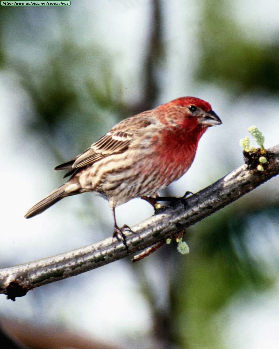 El papel de las aves en la expansión de las masas forestales