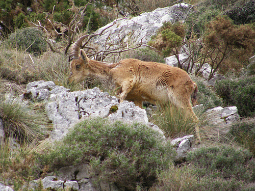 Anse respalda la introducción de fauna extinguida y cabra montés en diversos enclaves de la región de Murcia