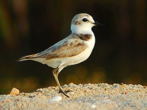 Detectadas 349 especies de aves en Madrid