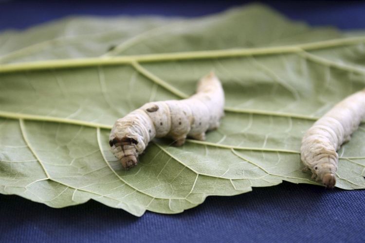 Frenan pérdida movilidad de la vejez con estimulación neuronal en gusanos