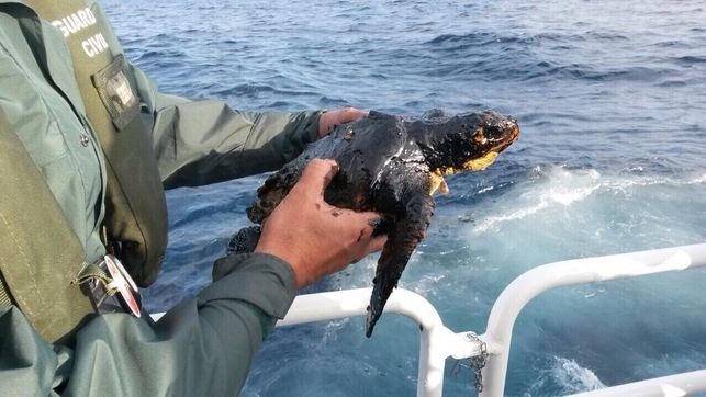 Una tortuga con fuel en la zona del hundimiento del Oleg Naydenov