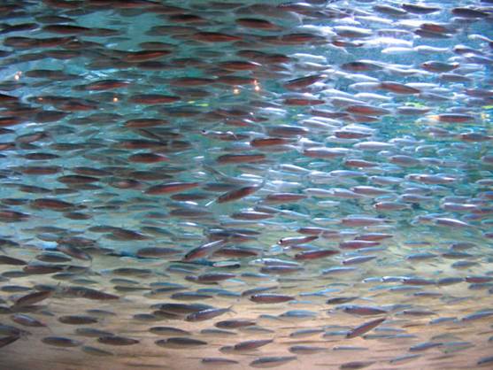 Los primeros peces en regresar a la zona del volcán submarino de El Hierro tras la erupción fueron las sardinas y bogas