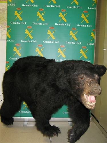 Incautado un oso negro de Canadá en Valdeteja (León)