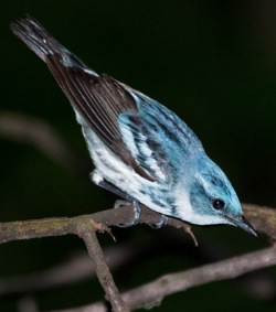 Más de 25 especies de aves migratorias se benefician con la protección de hábitats clave en Colombia