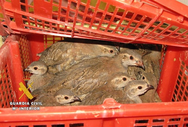 Aprehenden 16 pollos de perdiz roja silvestre a un particular