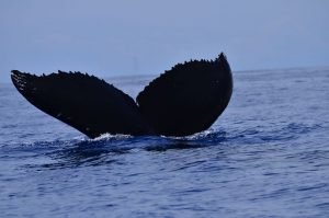 Conoce uno de los mejores parques nacionales de todo el mundo