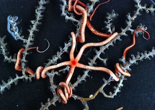 España propone en París establecer una red coherente y bien gestionada de áreas marinas protegidas en el Mediterráneo