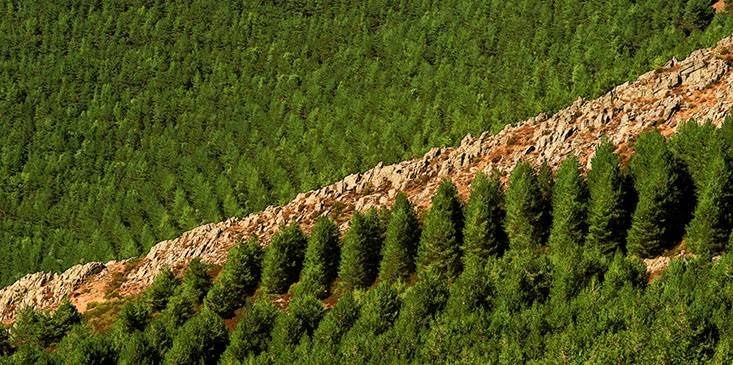 Innovador método permite una repoblación forestal acelerada