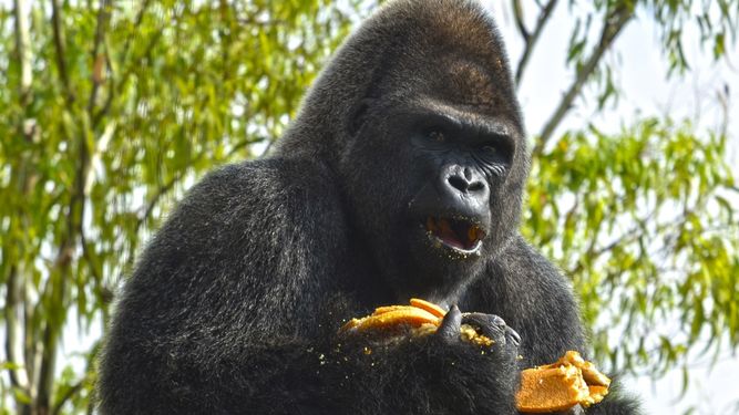 La gorila Virunga celebra su primer año de vida rodeada de su familia