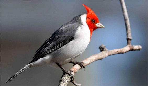 47 especies de aves amenazadas en Chile