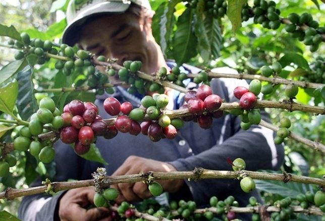 El café y el calentamiento global
