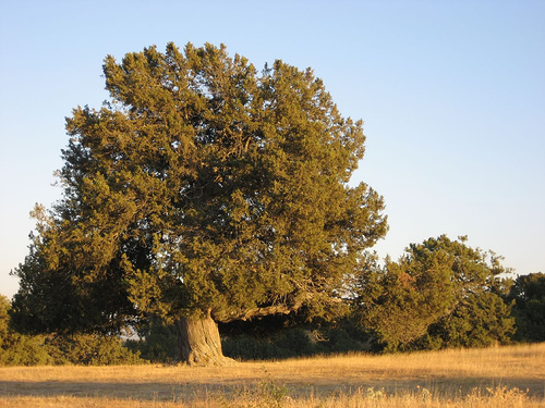 El viento abate la sabina de Moral de Hornuez