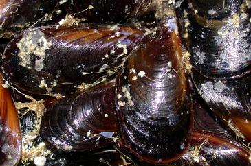 Las conchas de mejillón mejoran las propiedades químicas de los suelos ácidos