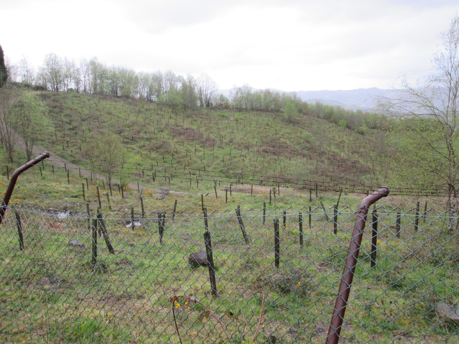Asturias. Aprueban la central de biomasa de Hunosa sin responder a las alegaciones