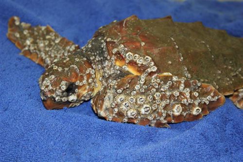 Cerca de un centenar de tortugas bobas llegan a la costa mediterránea con infestación masiva de parásitos