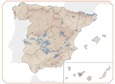 El muflón una nueva especie alóctona introducida en Navarra