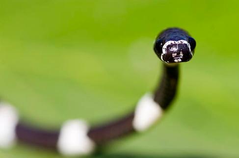 Compra de mascotas exóticas amenazan la biodiversidad de nuestro país