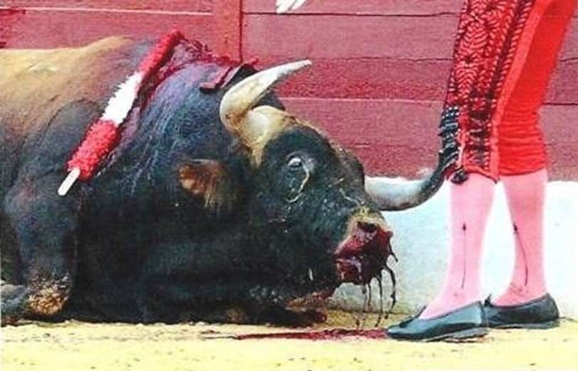 ‘Mallorca Sense Sang’ presiona para la abolición de la tauromaquia